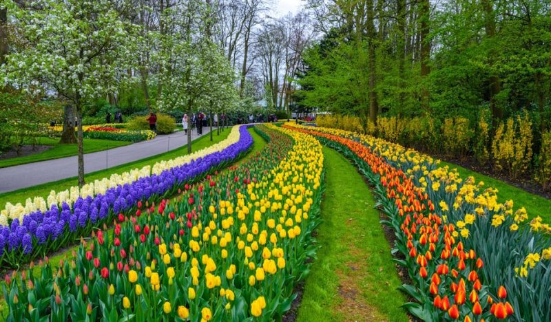Vstupenka na Keukenhof