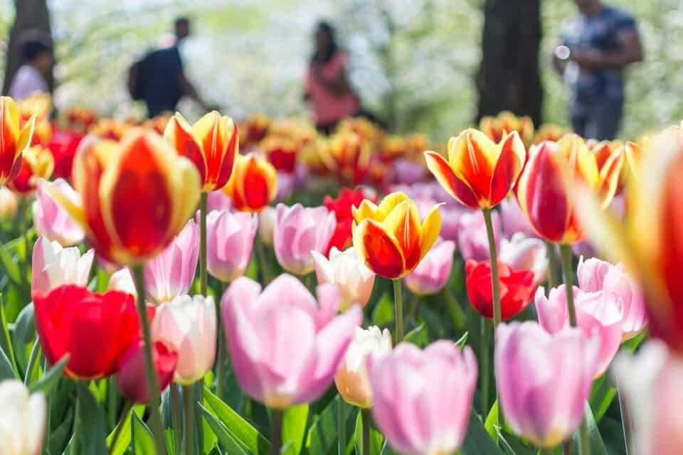 Tulipán Tour Ámsterdam